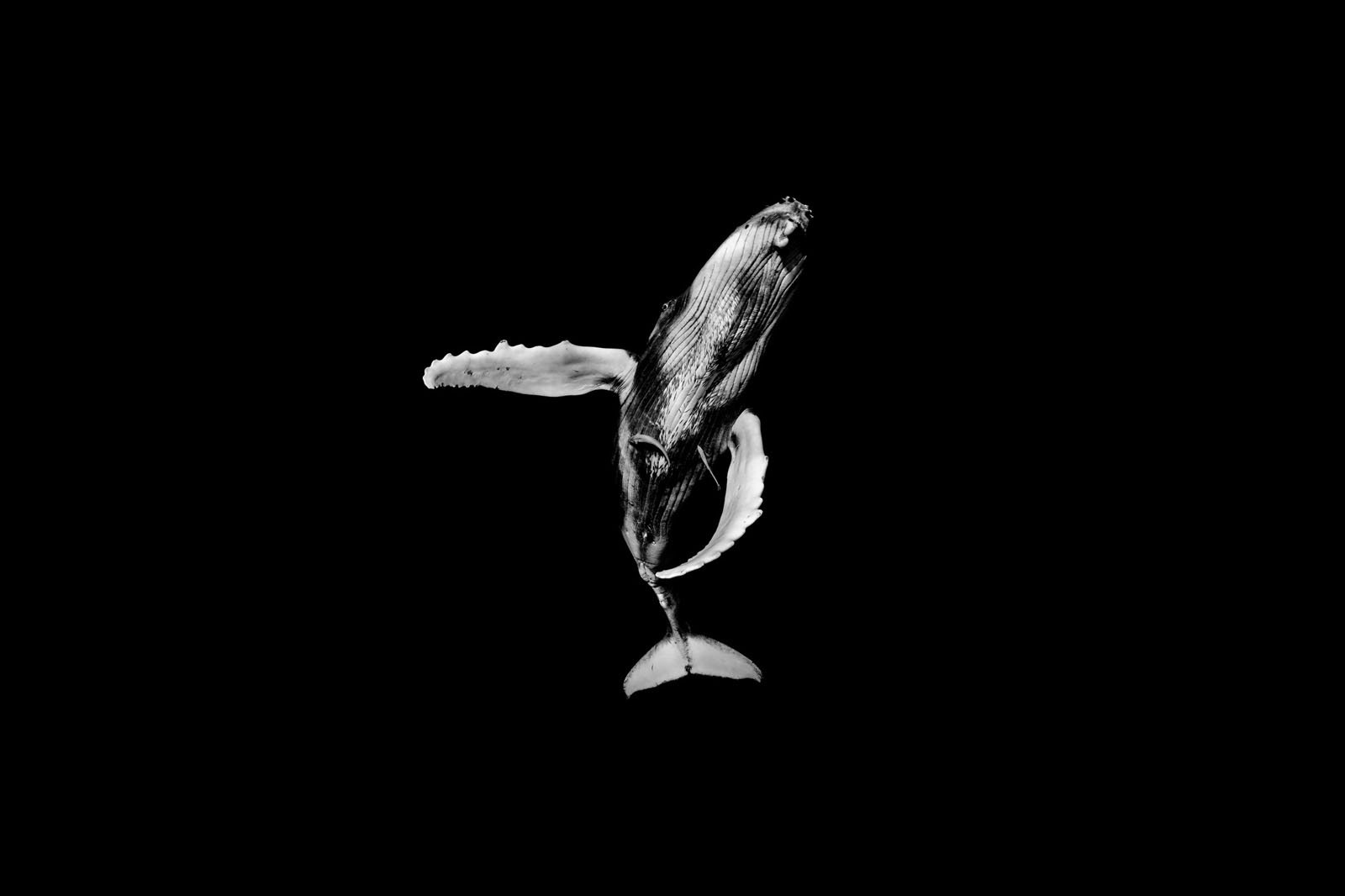 A black and white image of a humpback whale swimming upward, captured against a solid black background, highlighting the whale’s textured body and extended fins.