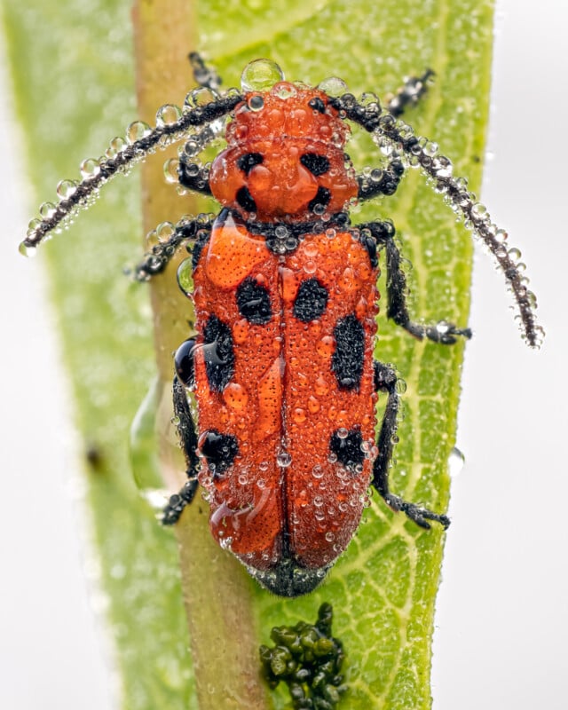 A close-up of a red and black beetle covered in water droplets, clinging to a green plant stem. The image shows fine details of the insect’s body and antennae.