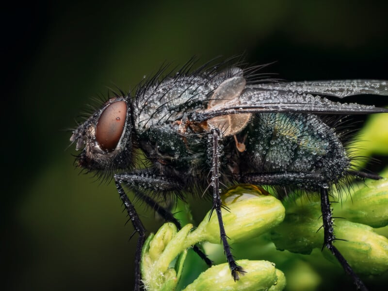 A close-up, detailed image of a common housefly covered in tiny water droplets, perched on a green plant with a blurred dark green background.