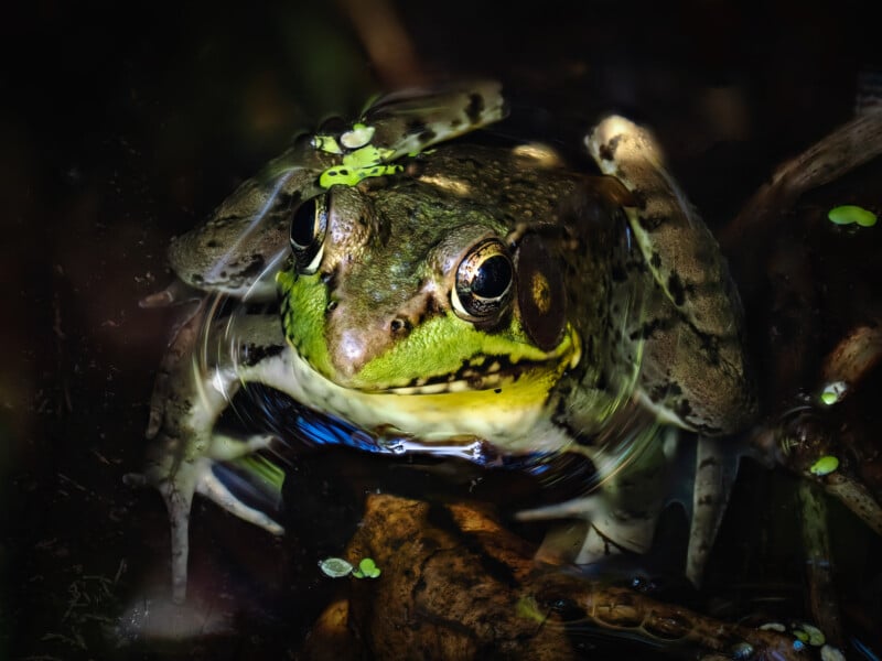 A close-up photo of a green and brown frog partially submerged in water, surrounded by floating duckweed and illuminated by soft light, emphasizing its eyes and detailed skin texture.