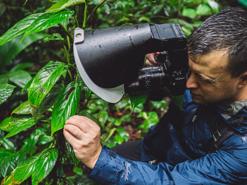 A person wearing a blue jacket uses a camera with a large flash diffuser to take a close-up photo of wet green leaves in a lush, rainy forest.