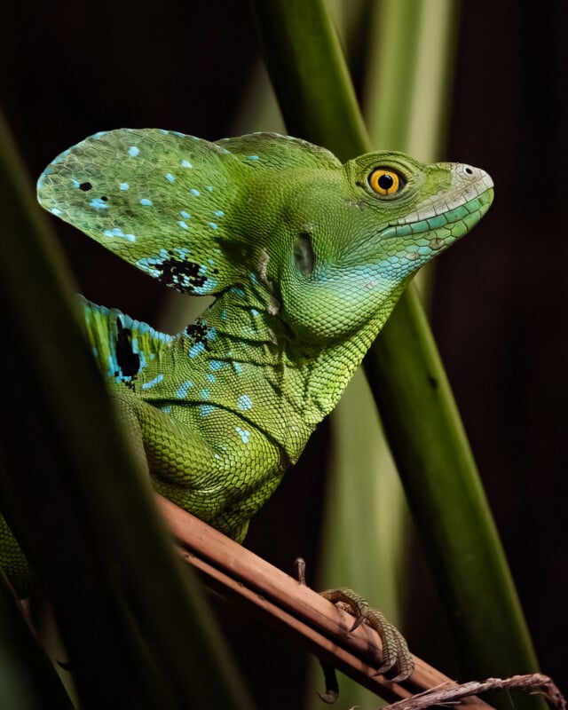 A close-up of a green basilisk lizard perched on a branch, with striking yellow eyes and turquoise spots, surrounded by blurred green foliage.