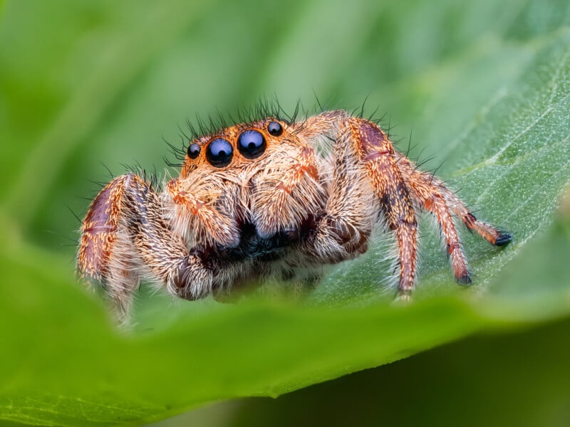 Close-up of a hairy jumping spider with large black eyes, perched on a green leaf. The spider’s orange and brown body details and short legs are clearly visible against the blurred green background.