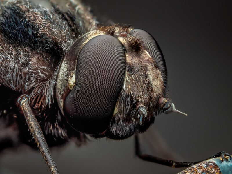 Close-up macro image of a housefly’s head, showing detailed compound eyes, antennae, and fine hairs on its face and body against a neutral background.