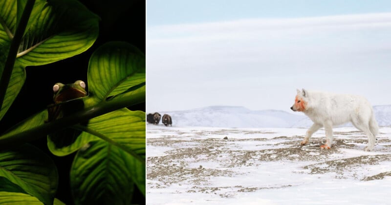 Imagen dividida: el lado izquierdo muestra una rana asomándose detrás de una gran hoja verde en la oscuridad. A la derecha hay un lobo blanco manchado de sangre parado en la nieve, con montañas y bueyes almizcleros al fondo.
