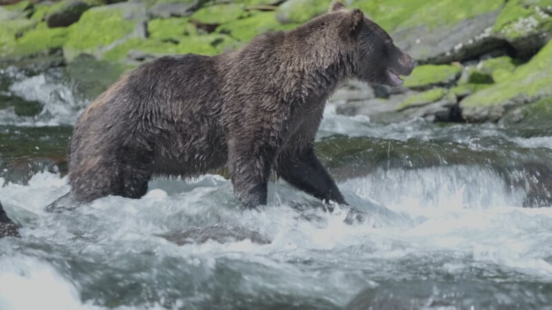 A large brown bear stands in a rushing river with water splashing around its legs. Moss-covered rocks are visible in the background. The bear appears alert and is looking to the right.