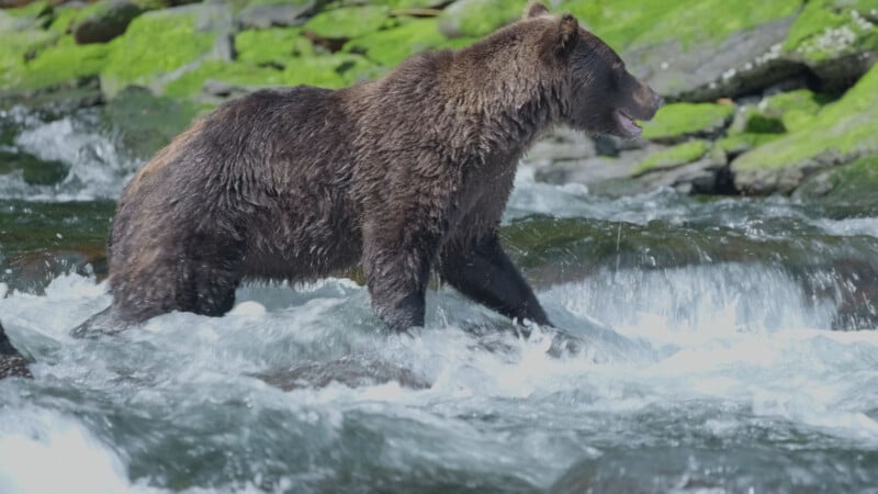 A brown bear stands in a flowing river, partially submerged, with green moss-covered rocks in the background. The bear appears to be looking to the right with its mouth slightly open.