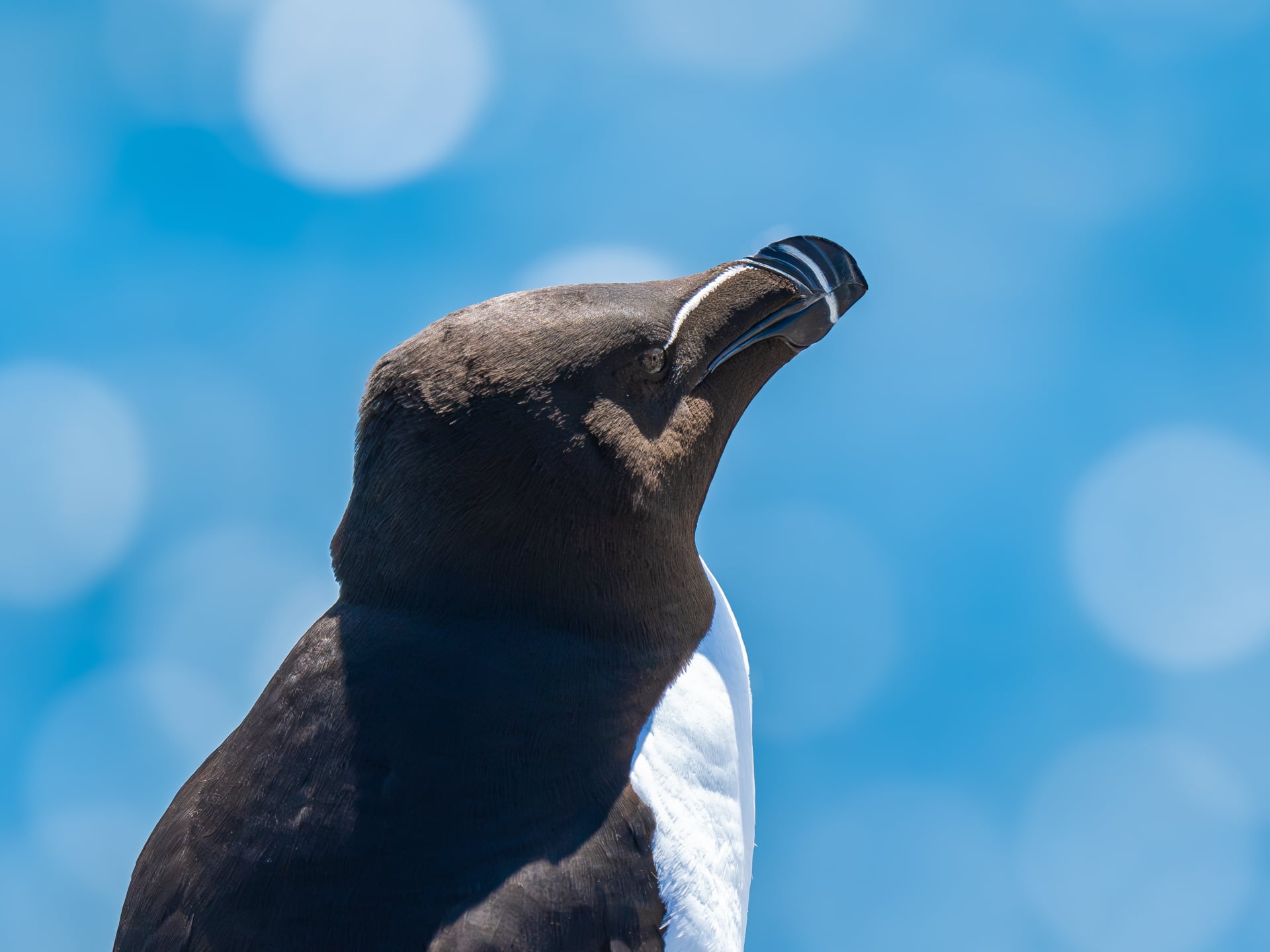 Primer plano de una alca con la cabeza inclinada hacia arriba contra un cielo azul brillante con un efecto de luz bokeh circular. El pájaro tiene la cabeza y el dorso negros y el vientre blanco.