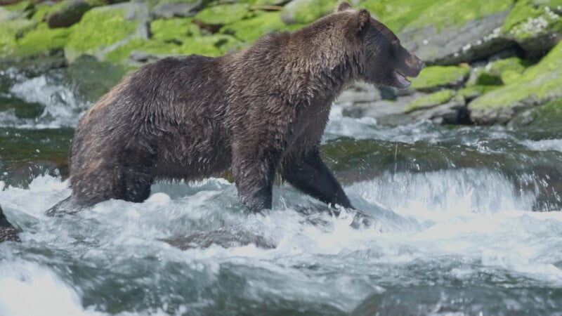 A brown bear stands in a flowing river with water splashing around its legs; green moss-covered rocks line the background.