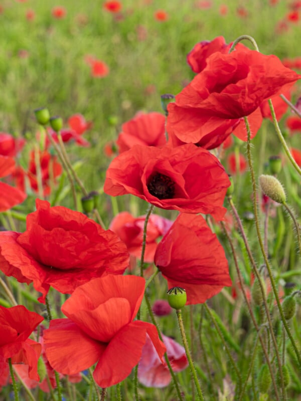 Amapolas rojas brillantes que florecen en el campo en un día soleado con tallos verdes y amapolas rojas borrosas.