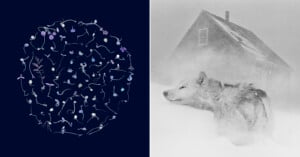 Left: Various small, colorful, abstract plant-like shapes form a circular pattern on a dark background. Right: A wolf stands in deep snow, partially obscured, with a house in the snowy background.
