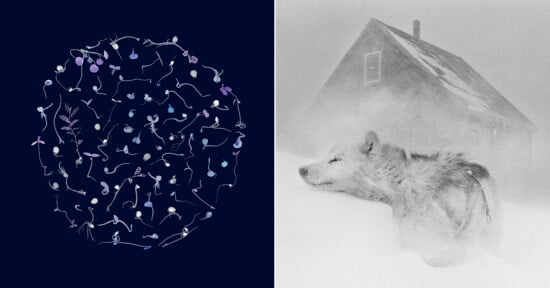 Left: Various small, colorful, abstract plant-like shapes form a circular pattern on a dark background. Right: A wolf stands in deep snow, partially obscured, with a house in the snowy background.
