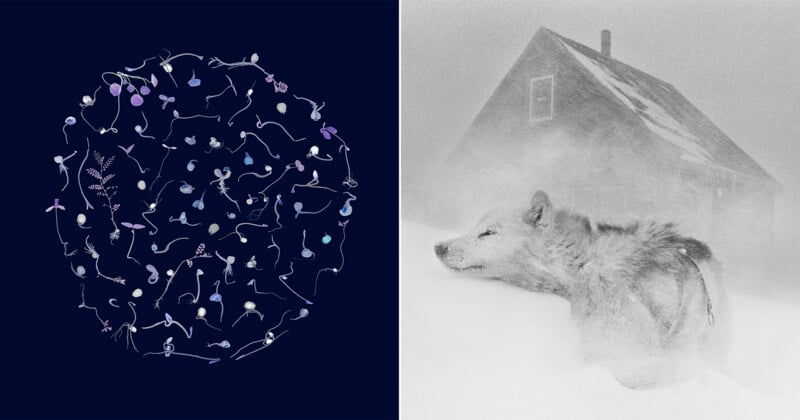 Left: Various small, colorful, abstract plant-like shapes form a circular pattern on a dark background. Right: A wolf stands in deep snow, partially obscured, with a house in the snowy background.