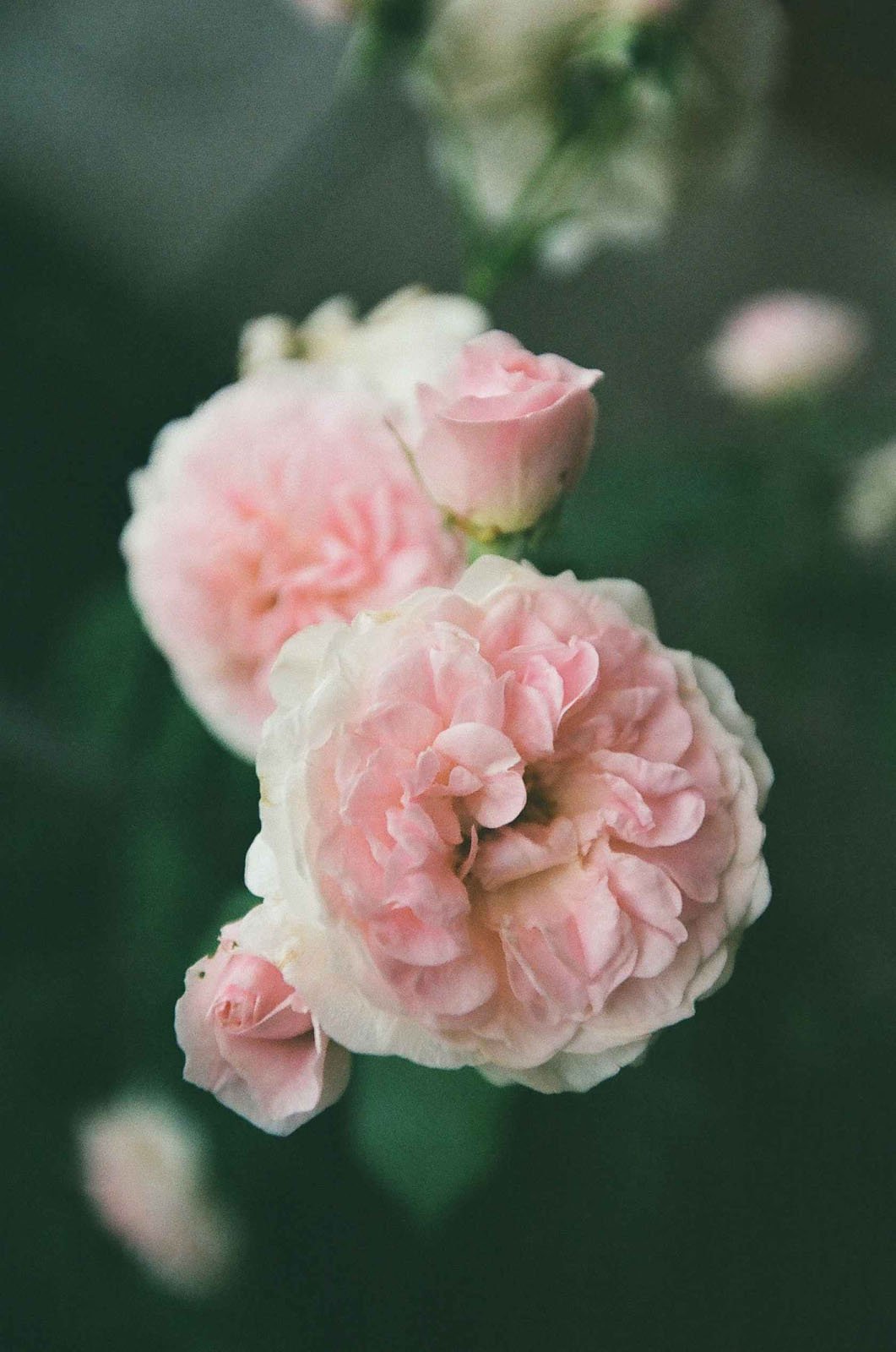 Close-up of pale pink roses and rosebuds in bloom, with soft, ruffled petals and a dark green blurred background.