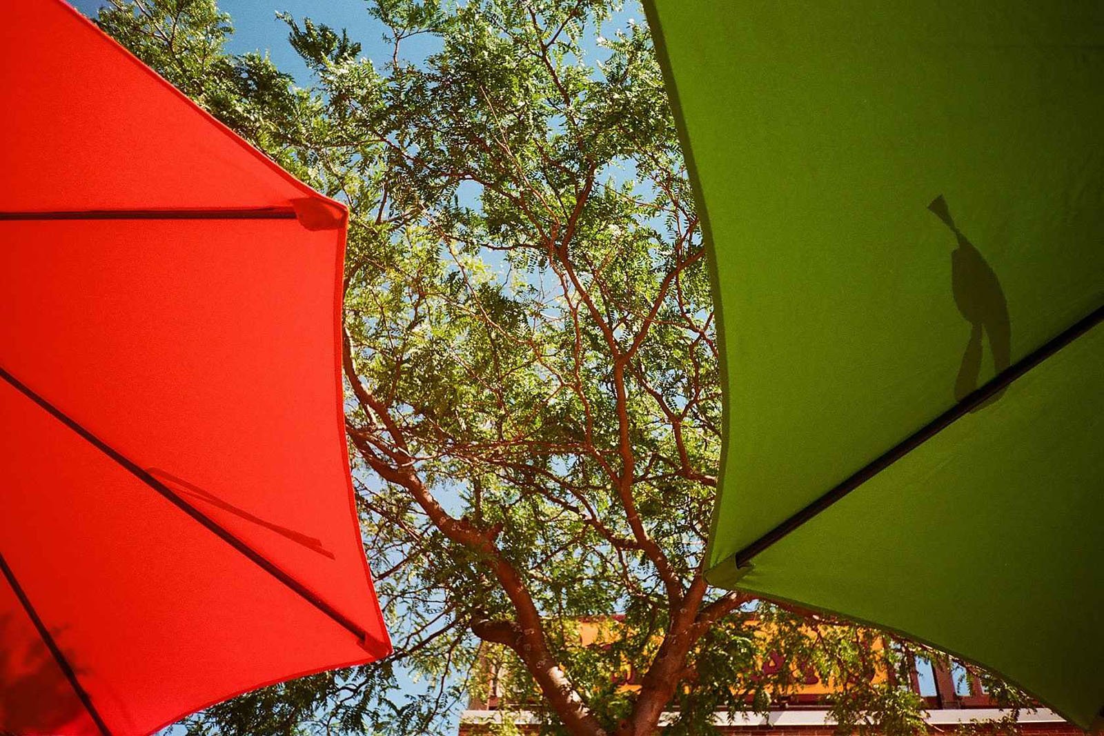 View of a tree and blue sky framed by the edges of a red umbrella on the left and a green umbrella on the right. Sunlight casts a shadow on the green umbrella.