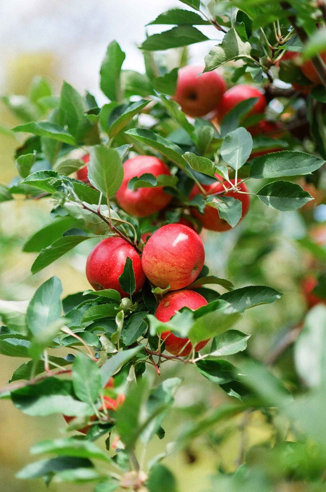A cluster of ripe red apples hangs from branches surrounded by green leaves on an apple tree. The apples look shiny and fresh, indicating they are ready to be picked.