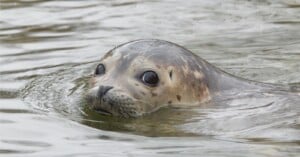 A seal with large dark eyes and spotted fur peeks its head above the surface of calm water, looking directly at the camera.