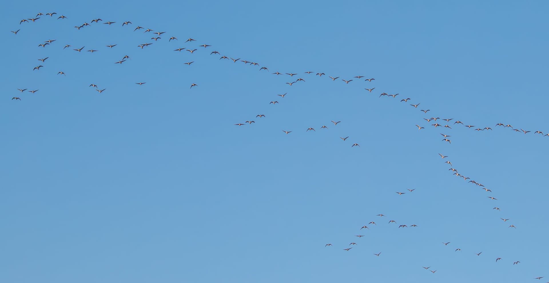 Un gran grupo de pájaros formó una V, voló por el cielo azul, se extendió y voló en la misma dirección.