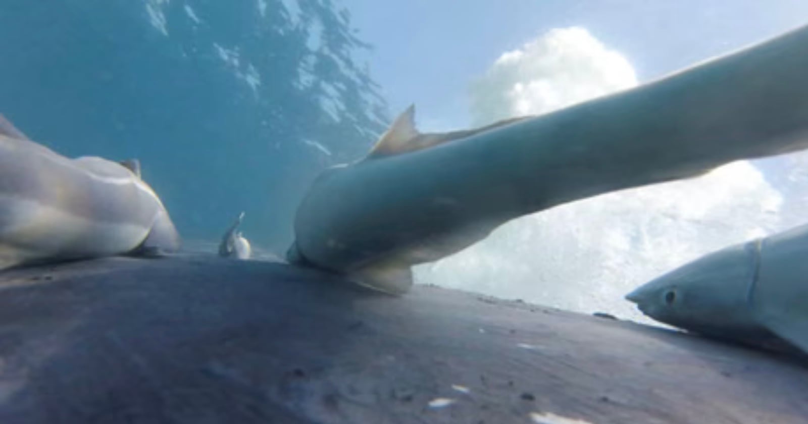 Cameras on Humpback Whales Show Sucker-Fish Hitchhiking on Them
