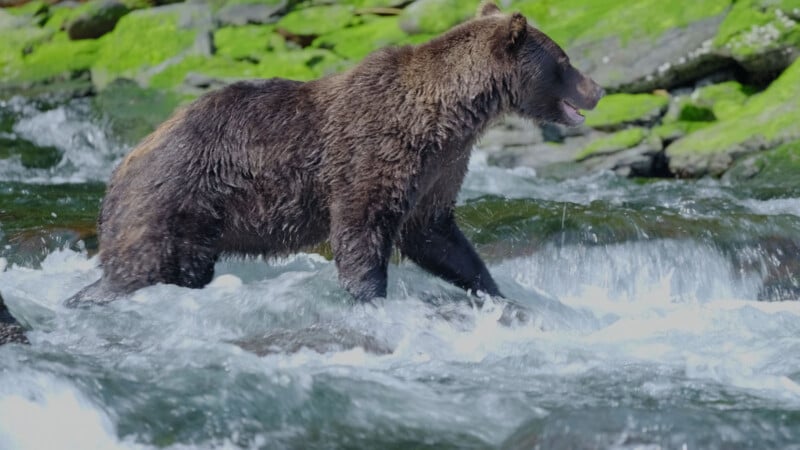 A brown bear walks through a rushing stream with green moss-covered rocks in the background.