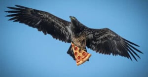 A large bird of prey soars against a clear blue sky, clutching a slice of pepperoni pizza in its talons.