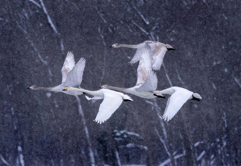Five swans with white and gray feathers fly together through falling snow against a dark, blurred, wintry forest background.