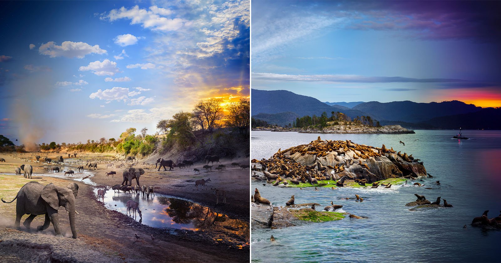 A split image showing elephants and other wildlife at a watering hole under a bright sky on the left, and sea lions lounging on rocky islands in calm blue waters with mountains in the background on the right.
