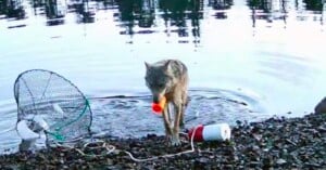 A wolf stands at the edge of a rocky shoreline, holding an orange and white fishing bobber in its mouth. A fishing net and additional gear are lying on the ground nearby. Rippling water is in the background.