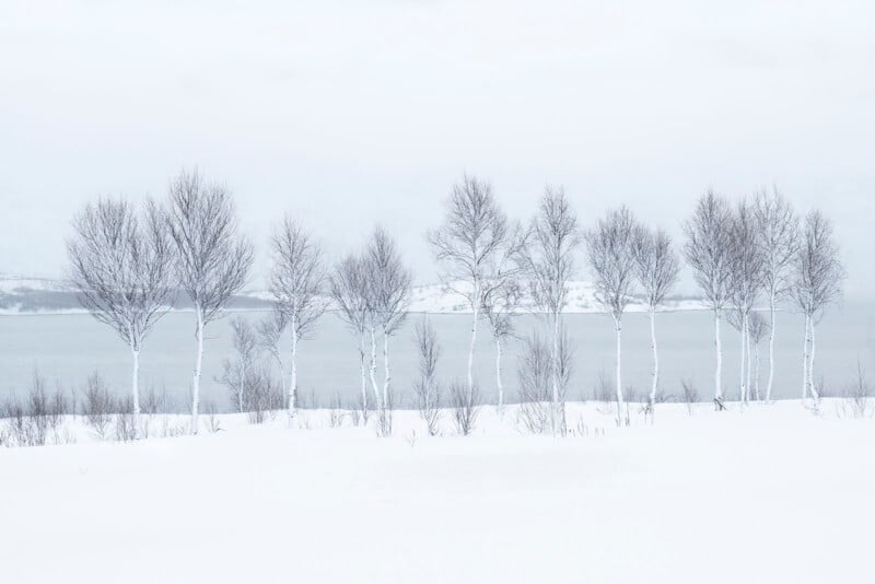 Una hilera de árboles desnudos se alza sobre el suelo cubierto de nieve junto a una masa de agua tranquila y parcialmente congelada, con un paisaje nevado y cielos nublados como telón de fondo.