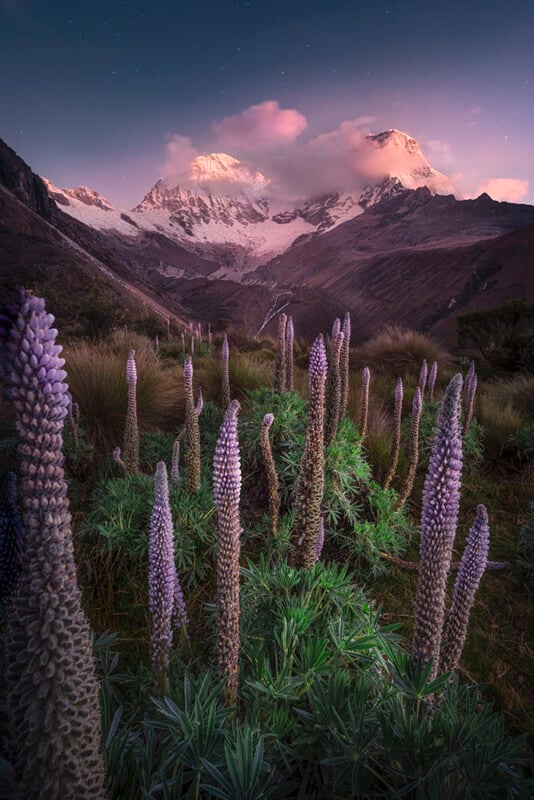 En primer plano hay altas flores de lupino de color púrpura, con montañas nevadas y un cielo rosa y púrpura al atardecer al fondo; Suaves nubes cubren parte de los picos de las montañas.