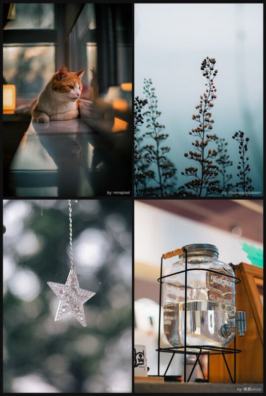 A collage of four images: a cat sitting by a window, dried plants silhouetted against the sky, a clear star ornament hanging, and a glass water dispenser on a stand indoors.