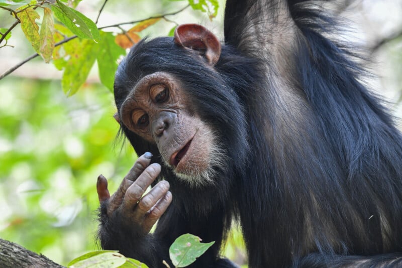 Un chimpancé se sienta entre hojas verdes en una zona forestal y examina cuidadosamente sus dedos.
