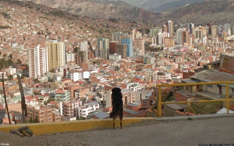 Un perro se encuentra en un camino pavimentado que domina una ciudad densamente construida con muchos edificios altos y casas coloridas, con montañas al fondo.
