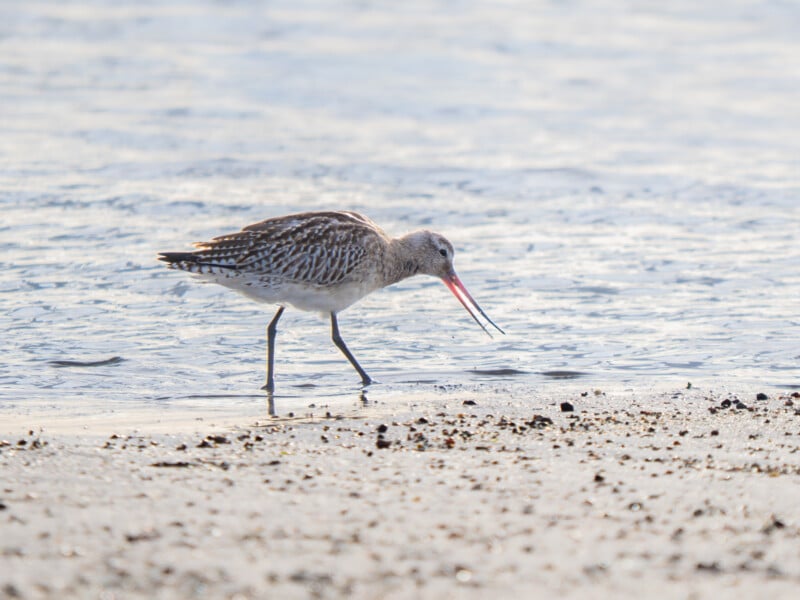 Una agachadiza con plumas marrones y blancas camina por la costa con el pico abierto, cerca de las aguas poco profundas de la playa.