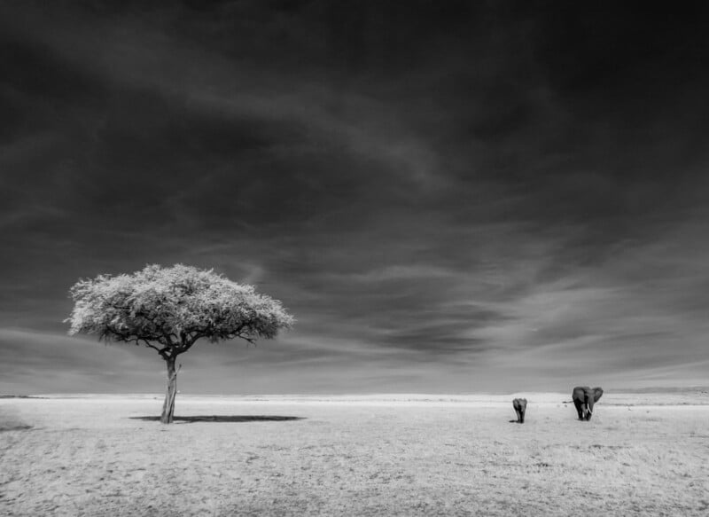 Una fotografía en blanco y negro de un árbol solitario en una vasta llanura y dos grandes elefantes caminando juntos en la distancia bajo un cielo espectacular.