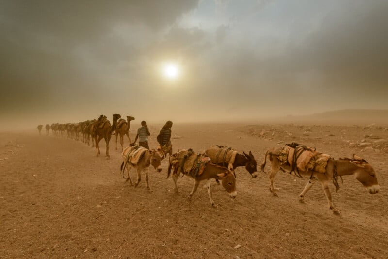Al atardecer, una yunta de burros transporta el equipaje a través del paisaje árido y polvoriento. Mientras el sol brilla a través del cielo brumoso y nublado, varias personas acompañan a los animales.