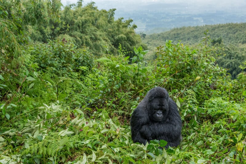 Un gorila se posa entre un exuberante follaje verde en un paisaje de bosque montañoso con colinas brumosas visibles al fondo.
