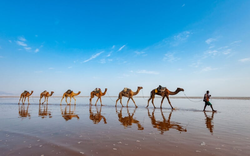 Un hombre conduce una caravana de seis camellos a través de aguas poco profundas y reflectantes bajo un cielo azul claro, con los camellos y las personas proyectando reflejos visibles.