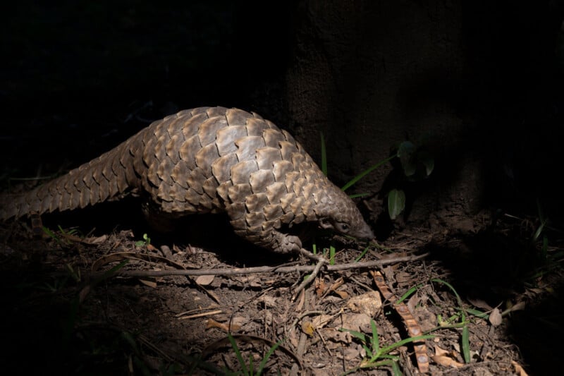 Un pangolín con escamas superpuestas camina sobre el suelo en una zona forestal sombreada, iluminada por luz solar parcial cerca de las raíces de los árboles.