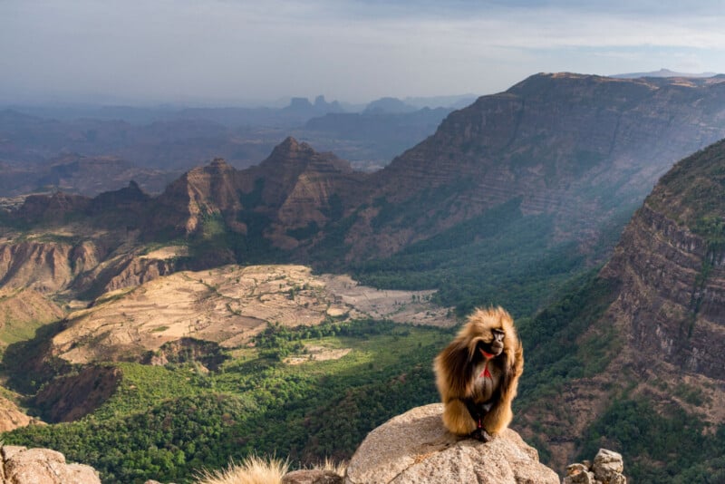 Un babuino se sienta en un saliente rocoso bajo un cielo parcialmente nublado con vistas a los impresionantes valles verdes y los escarpados acantilados de las montañas Semien de Etiopía.