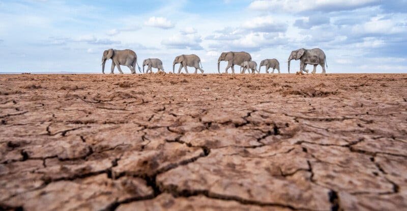 Bajo un cielo azul y nublado, una manada de elefantes marcha en fila india a través de tierras secas, agrietadas y áridas, enfatizando las duras condiciones de su entorno.