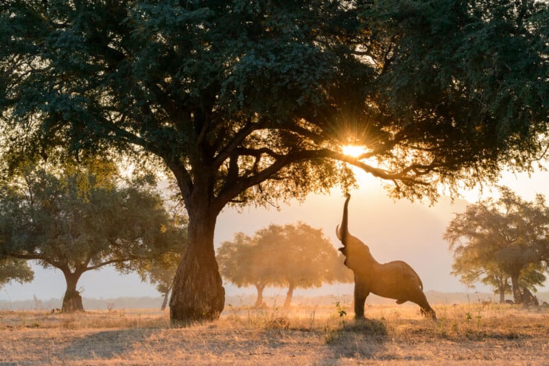 Al amanecer, en una sabana iluminada por el sol, un elefante gigante se para sobre sus patas traseras y saca la trompa para comer hojas de un árbol alto.