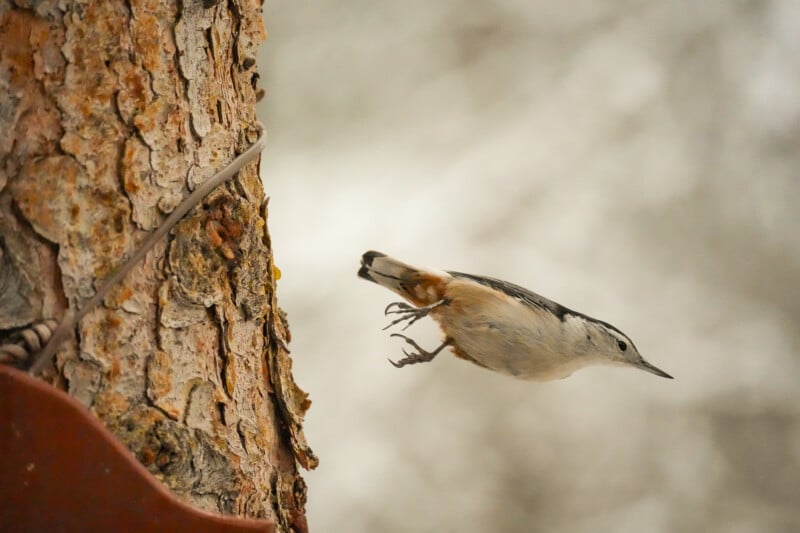 Un pequeño pájaro con vientre blanco y alas grises es capturado en el aire mientras salta sobre la corteza áspera de un árbol contra un fondo natural borroso.