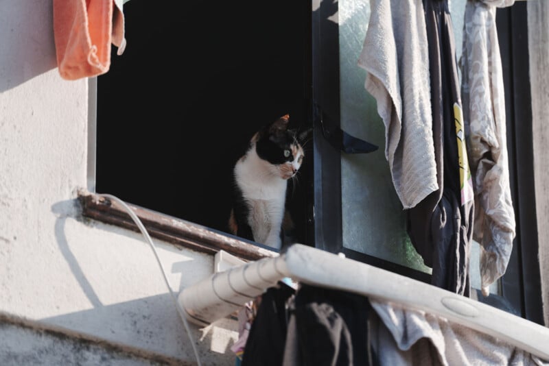 Un gato blanco y negro se sienta en la ventana abierta y mira hacia afuera. Ropa y toallas cuelgan de las ventanas y de las barandillas cercanas, lo que indica que la ropa se deja secar al sol.