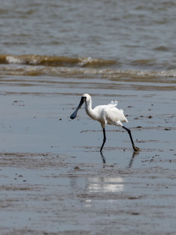 Una espátula blanca con un pico largo y plano camina a lo largo de una costa arenosa y húmeda con olas poco profundas y agua al fondo.