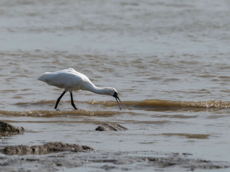 Un ave zancuda blanca con un pico largo y plano busca comida en aguas poco profundas y fangosas cerca de la costa, donde en la escena se ven pequeñas olas y rocas.