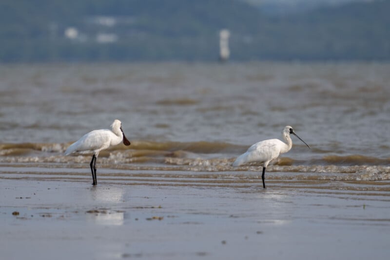 Dos espátulas blancas se encuentran en aguas poco profundas en una playa con olas suaves y una colina verde borrosa en el fondo.