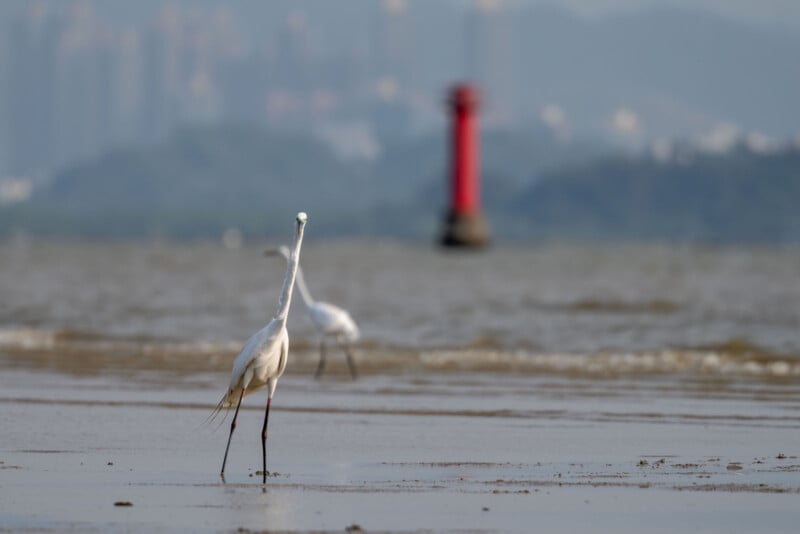 Una grulla blanca se encuentra en una playa de arena húmeda con otra grúa al fondo. En un día con niebla, se ven claramente un faro rojo y edificios distantes.