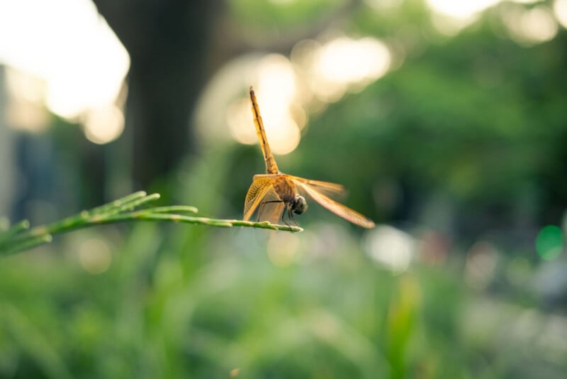 Primer plano de una libélula posada en la punta de una planta verde con plantas verdes borrosas y luz solar de fondo.