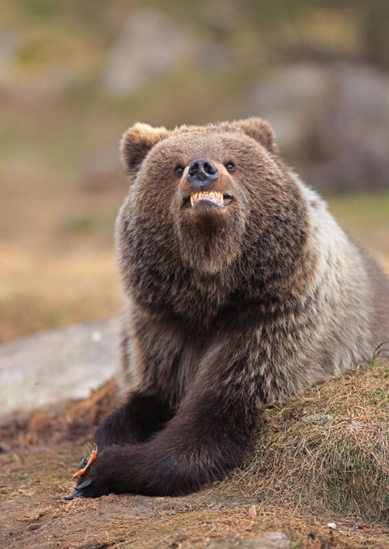 Un gran oso pardo yace en el suelo, mostrando los dientes y mirando atento. El espeso pelaje del oso es claramente visible, sus patas delanteras descansan sobre la hierba y la tierra. El fondo es un paisaje natural borroso.
